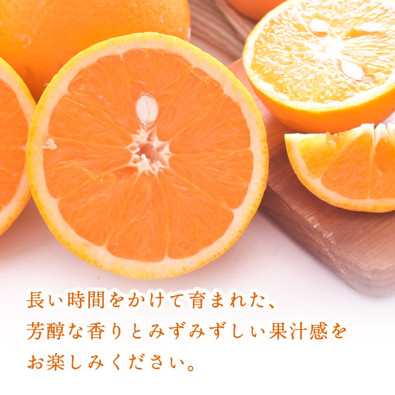 国産バレンシアオレンジのお取り寄せなら和歌山有田みかんの早和果樹園